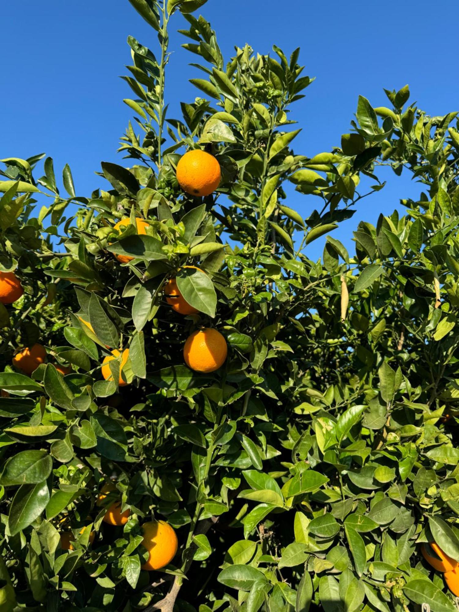Finca Malata Turís Kültér fotó
